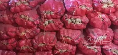 فروش سیب زمینی کنستانس بذری