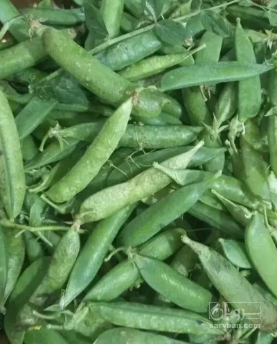 فروش نخود فرنگی