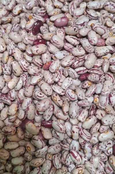 فروش لوبیا چیتی