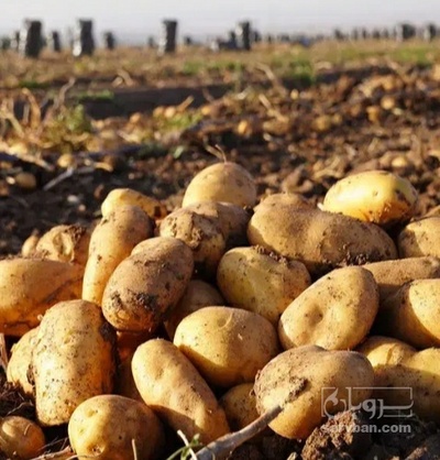 فروش سیب زمینی