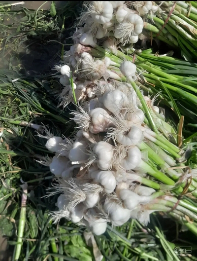 فروش سیر