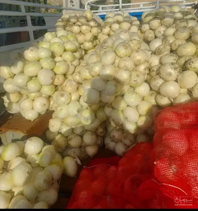 فروش پیاز