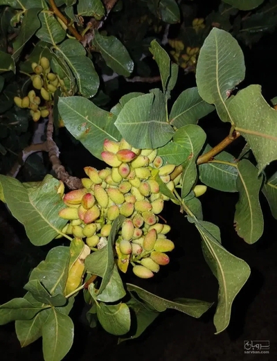 فروش پسته