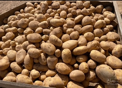 فروش سیب زمینی
