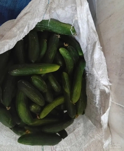 فروش خیار