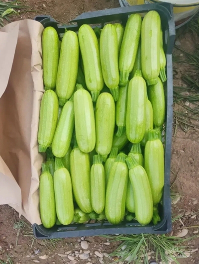 فروش کدو  سبز