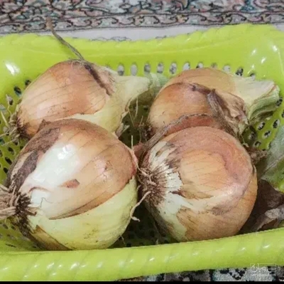 فروش پیاز