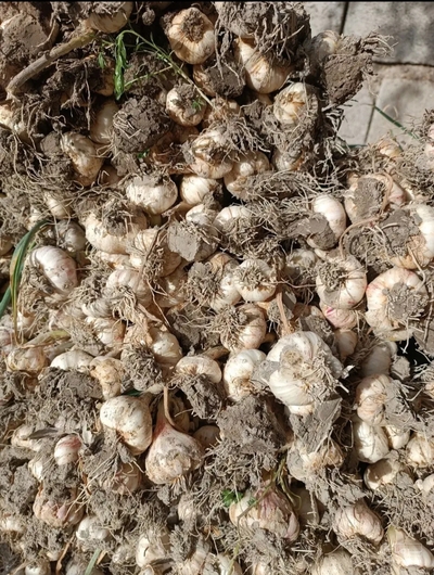 فروش سیر