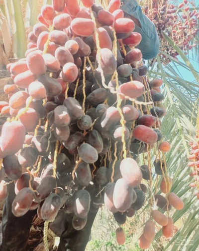 فروش خرما