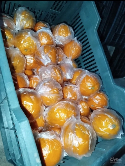 فروش پرتقال