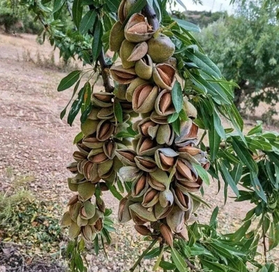 فروش بادام