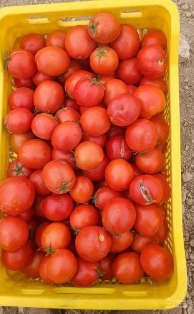 فروش گوجه فرنگی