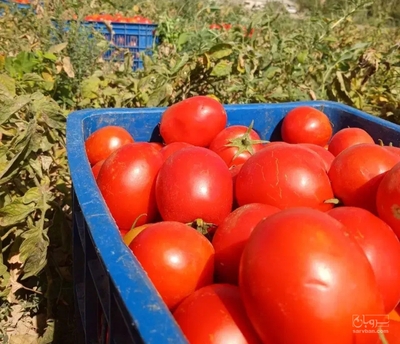 فروش گوجه فرنگی