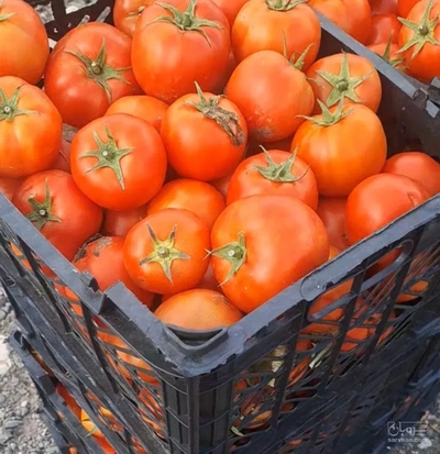 فروش گوجه فرنگی
