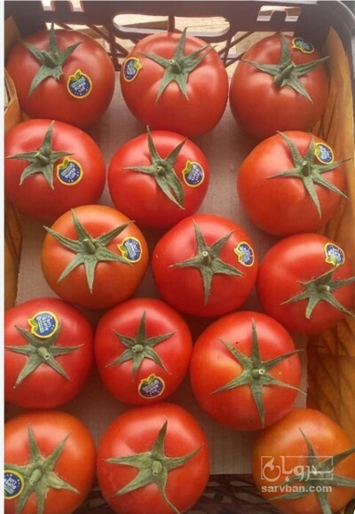 فروش گوجه فرنگی