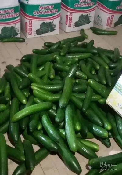 فروش خیار