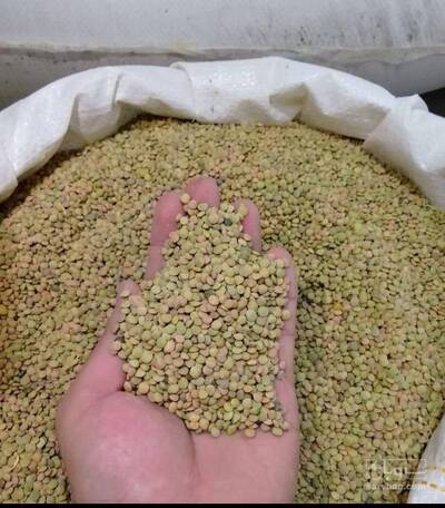 فروش عدس