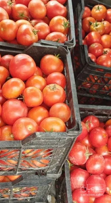 فروش گوجه فرنگی