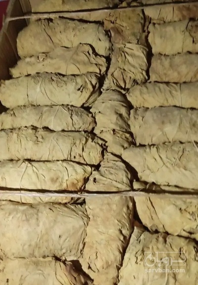 فروش تنباکو کوهی (گیاه‌ دارویی)