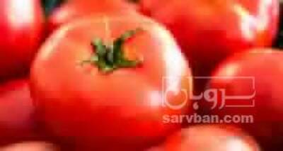 فروش گوجه فرنگی