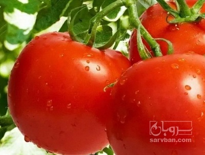 فروش گوجه فرنگی