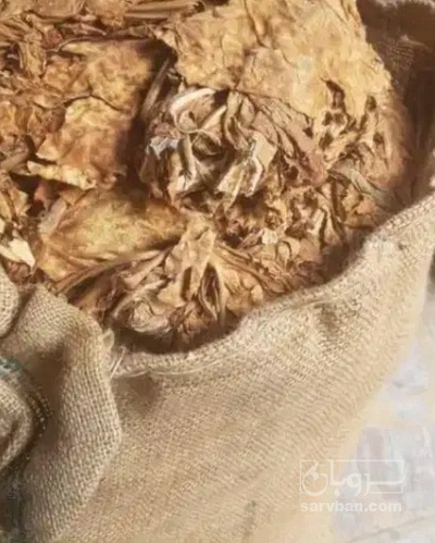 فروش تنباکو کوهی (گیاه‌ دارویی)