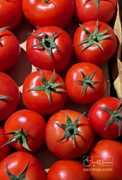 فروش گوجه فرنگی
