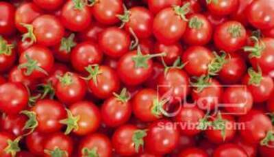 فروش گوجه فرنگی