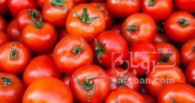 فروش گوجه فرنگی