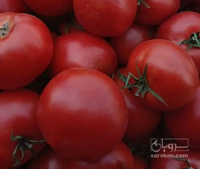 فروش گوجه فرنگی