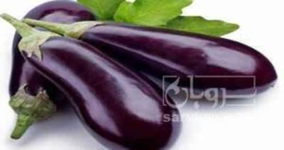 فروش بادمجان