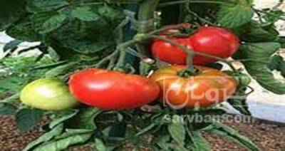 فروش گوجه فرنگی