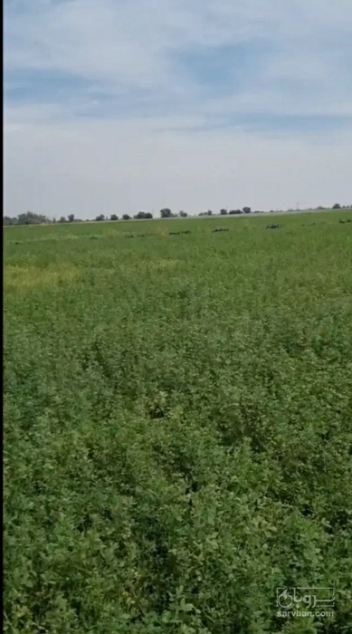 فروش یونجه