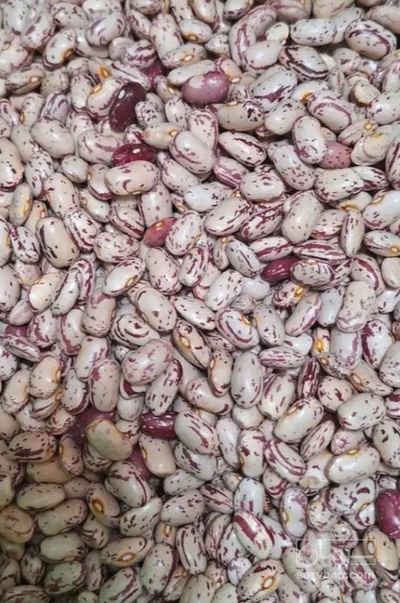 فروش لوبیا چیتی
