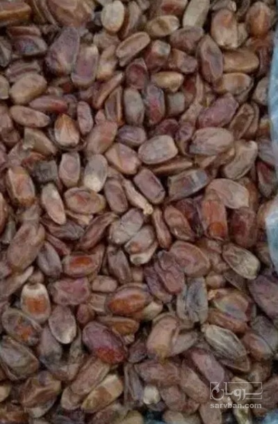 فروش خرما بی هسته