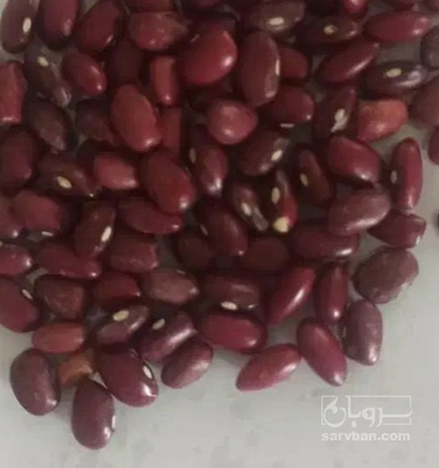 فروش لوبیا قرمز