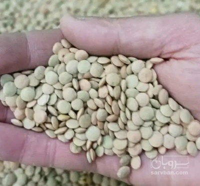 فروش عدس