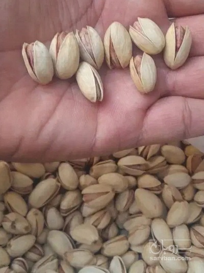 فروش پسته