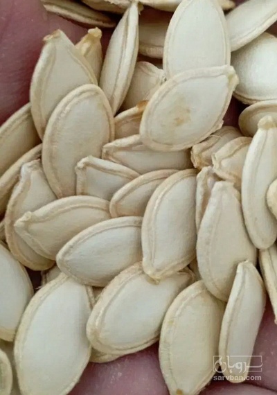 فروش تخمه  کدو بو داده