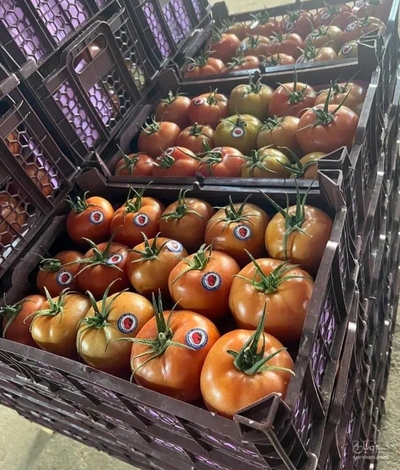 فروش گوجه فرنگی