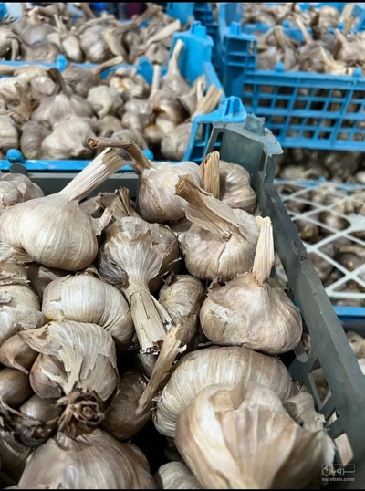 فروش سیر