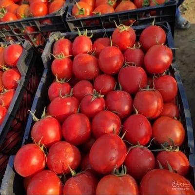 فروش گوجه فرنگی