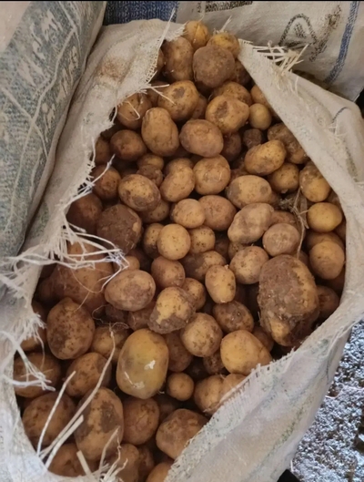 فروش سیب زمینی