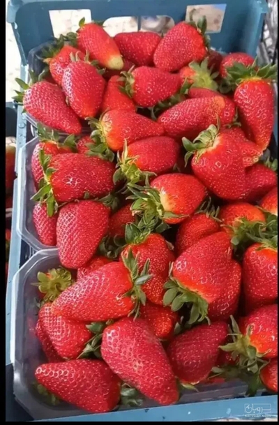فروش توت فرنگی