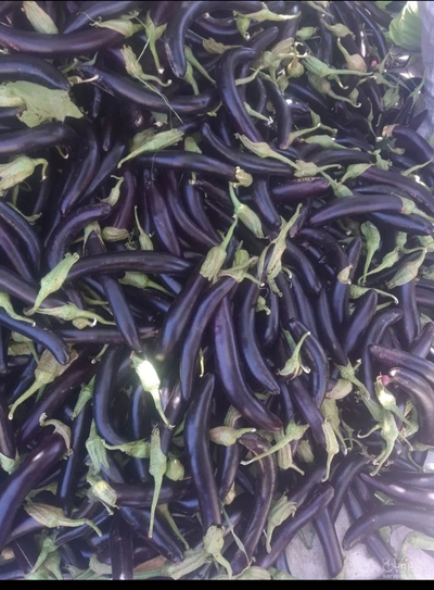 فروش بادمجان