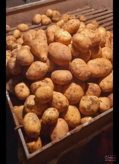 فروش سیب زمینی
