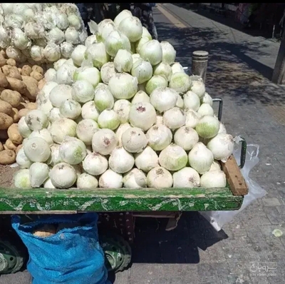 فروش پیاز