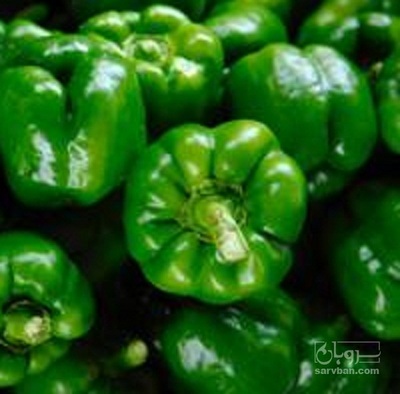 فروش فلفل دلمه ای