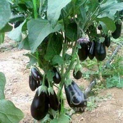 فروش بادمجان لامپی