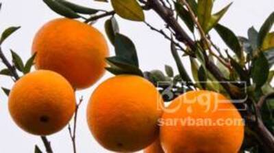 فروش پرتقال